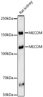 EVI1 Antibody in Western Blot (WB)
