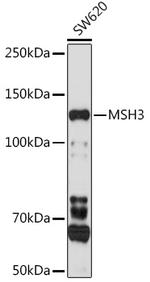 MSH3 Polyclonal Antibody