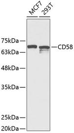 CD58 Polyclonal Antibody
