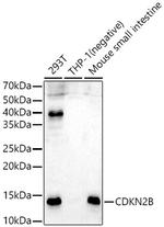 CDKN2B Polyclonal Antibody