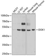 DOK1 Antibody in Western Blot (WB)