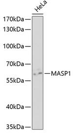 MASP1 Polyclonal Antibody