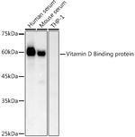 GC Polyclonal Antibody