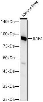 IL1R1 Polyclonal Antibody