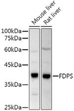 FDPS Polyclonal Antibody