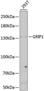 GRIP1 Antibody in Western Blot (WB)