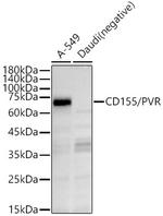CD155 Polyclonal Antibody