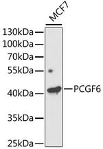 PCGF6 Polyclonal Antibody