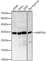 PHAP I Antibody in Western Blot (WB)