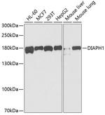 DIAPH1 Antibody in Western Blot (WB)