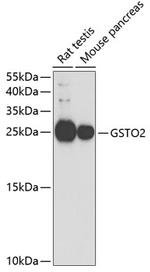 GSTO2 Polyclonal Antibody