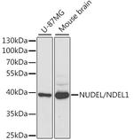 Nudel Polyclonal Antibody