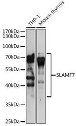 CD319 (CRACC) Polyclonal Antibody