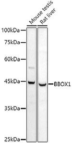BBOX1 Antibody in Western Blot (WB)