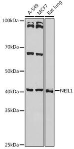 NEIL1 Polyclonal Antibody