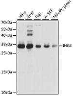 ING4 Polyclonal Antibody
