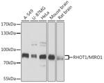 RHOT1 Antibody in Western Blot (WB)