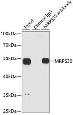 MRPS30 Antibody in Immunoprecipitation (IP)