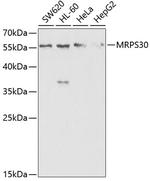 MRPS30 Antibody in Western Blot (WB)