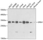 SPIN1 Antibody in Western Blot (WB)