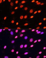 Di-Methyl-Lysine Polyclonal Antibody