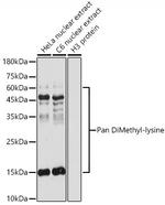 Di-Methyl-Lysine Antibody in Western Blot (WB)