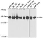SBDS Antibody in Western Blot (WB)