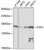 KTN1 Antibody in Western Blot (WB)