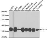 RPS3A Antibody in Western Blot (WB)