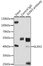 TXNL2 Antibody in Immunoprecipitation (IP)