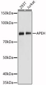 APEH Antibody in Western Blot (WB)