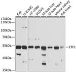 eRF1 Antibody in Western Blot (WB)