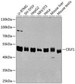 CUGBP1 Antibody in Western Blot (WB)