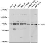 CPSF6 Antibody in Western Blot (WB)
