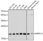 MRPL13 Antibody in Western Blot (WB)