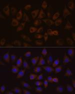 HDLBP Polyclonal Antibody