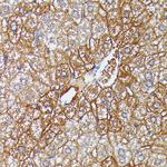 HDLBP Antibody in Immunohistochemistry (Paraffin) (IHC (P))