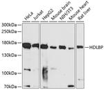 HDLBP Antibody in Western Blot (WB)