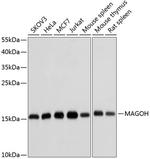 MAGOH Polyclonal Antibody