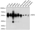 PRPF4 Antibody in Western Blot (WB)