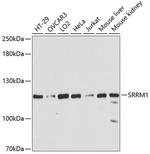 SRRM1 Antibody in Western Blot (WB)