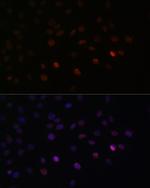 SRSF3 Antibody in Immunocytochemistry (ICC/IF)