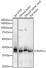HuC Antibody in Western Blot (WB)