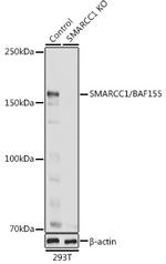 SMARCC1 Polyclonal Antibody