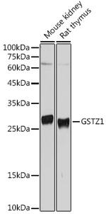 GSTZ1 Polyclonal Antibody