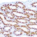 TRAIL-R4 Polyclonal Antibody