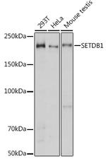 SETDB1 Polyclonal Antibody