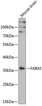 LFG Polyclonal Antibody