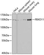 FBXO11 Antibody in Western Blot (WB)