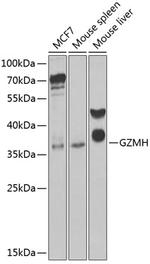 Granzyme H Polyclonal Antibody